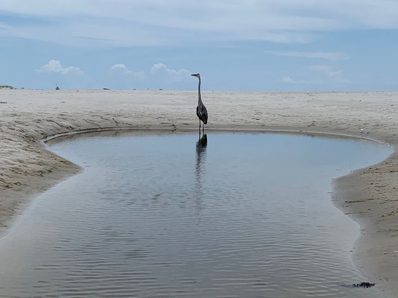 Pelican Peninsula