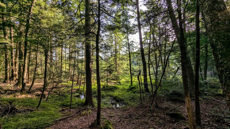 Spruce Glen And Its Towering Old Hemlocks