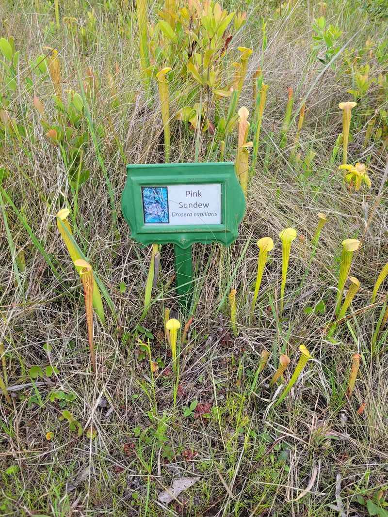 Pitcher Plants and Other Bug-Eating Greenery