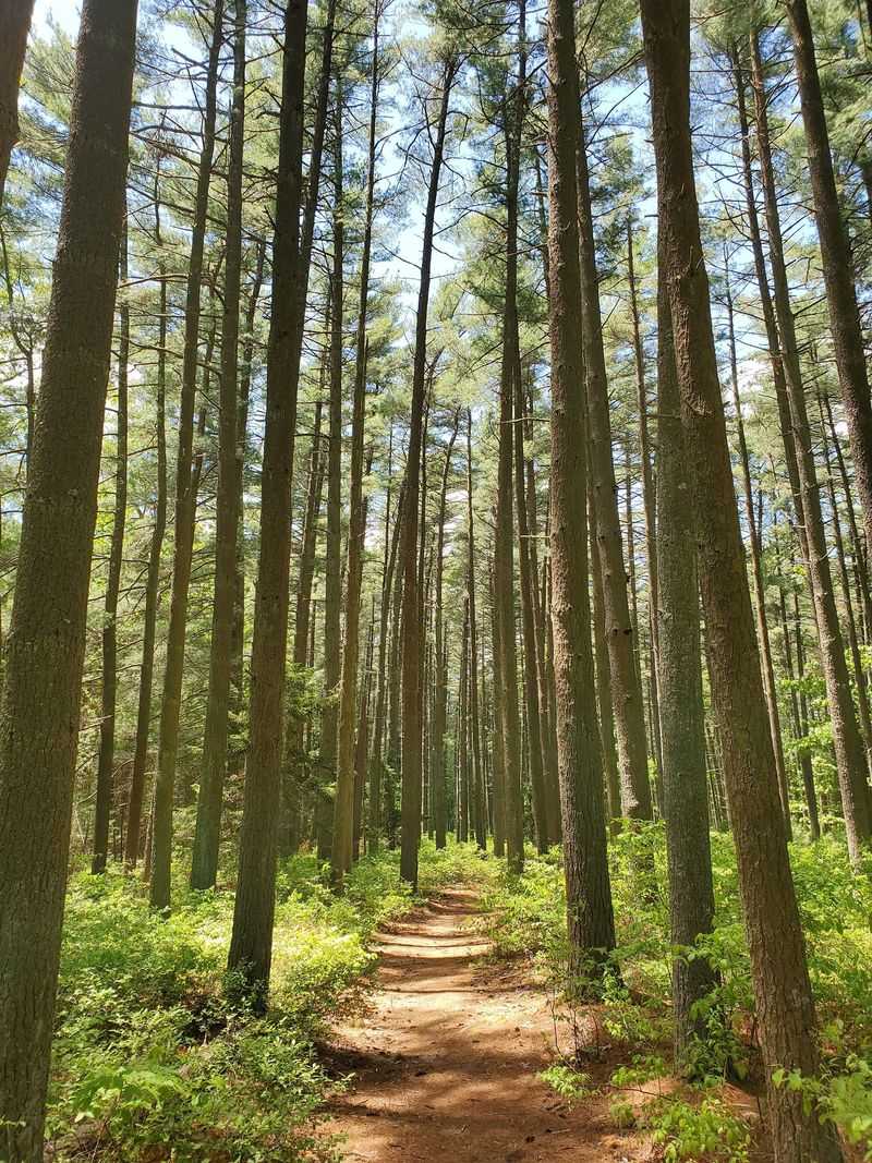 Bass River State Forest