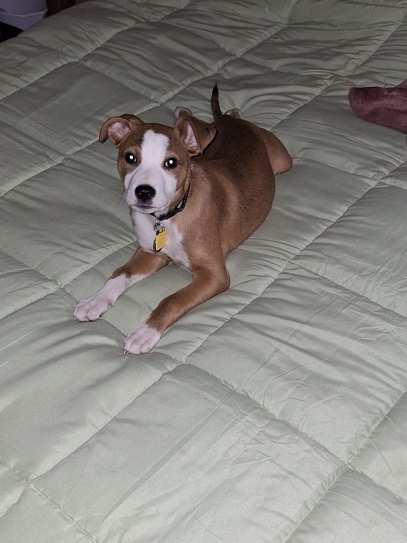 Foster Homes As The Shelter's Safety Net