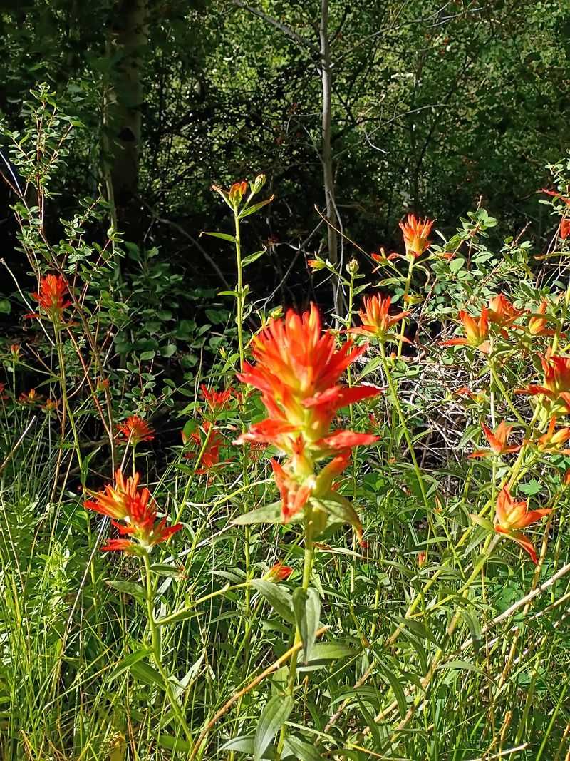 Water, Wildflowers, And Aspen Shade