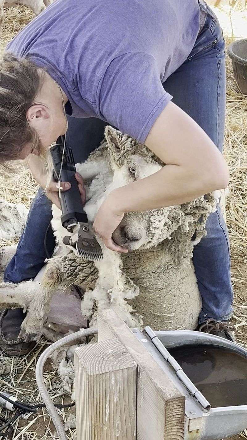 Shearing Days And The Fall Harvest Festival