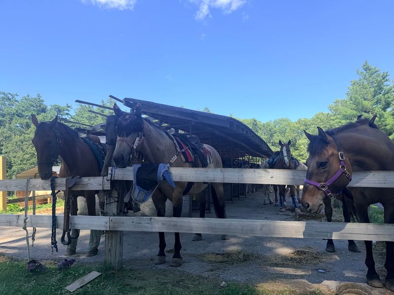 Horses That Know Their Job