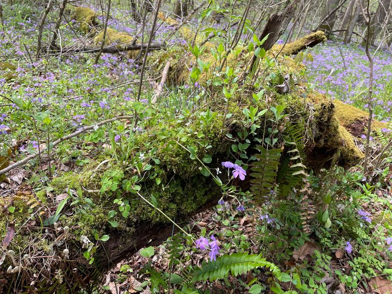 Spring Wildflowers Spilling Down The Mountainside