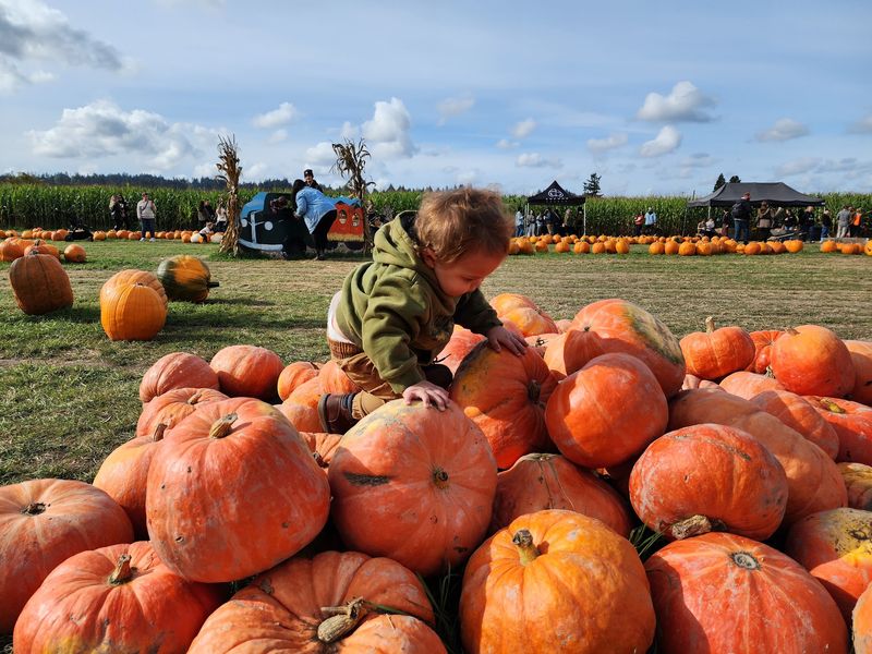 Nine Acres Of Orange Treasure