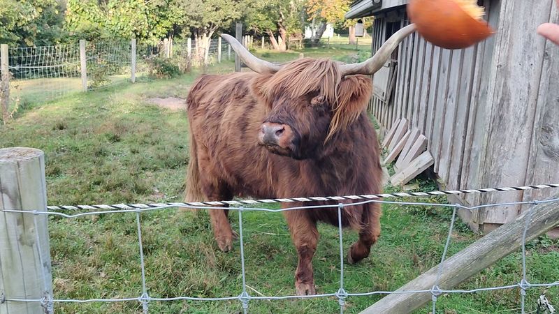 Fluffy Cattle Steal The Show