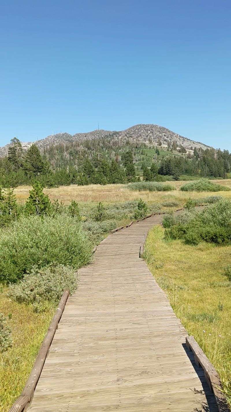Boardwalks That Float Above The Wetland