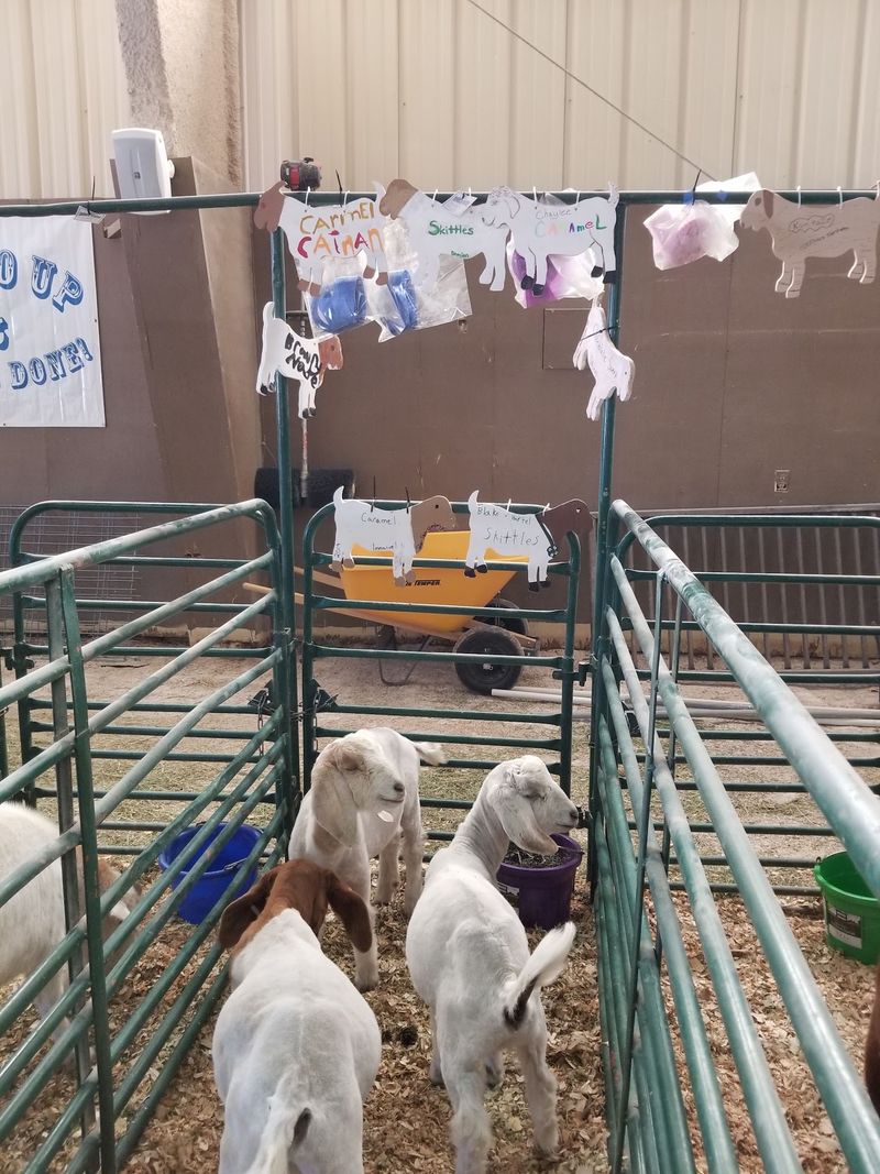 A Fairground Built On Farm Roots