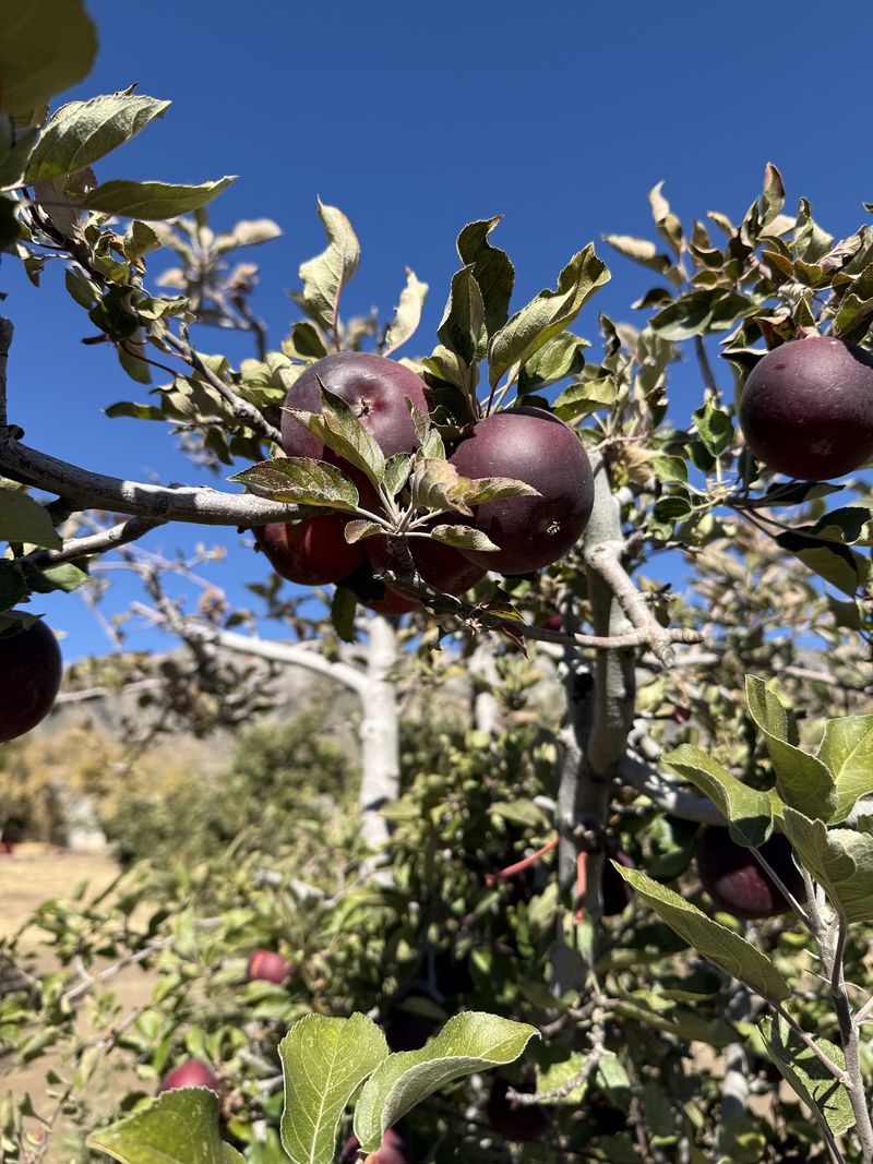 Picking Your Own Apples Straight From The Branch