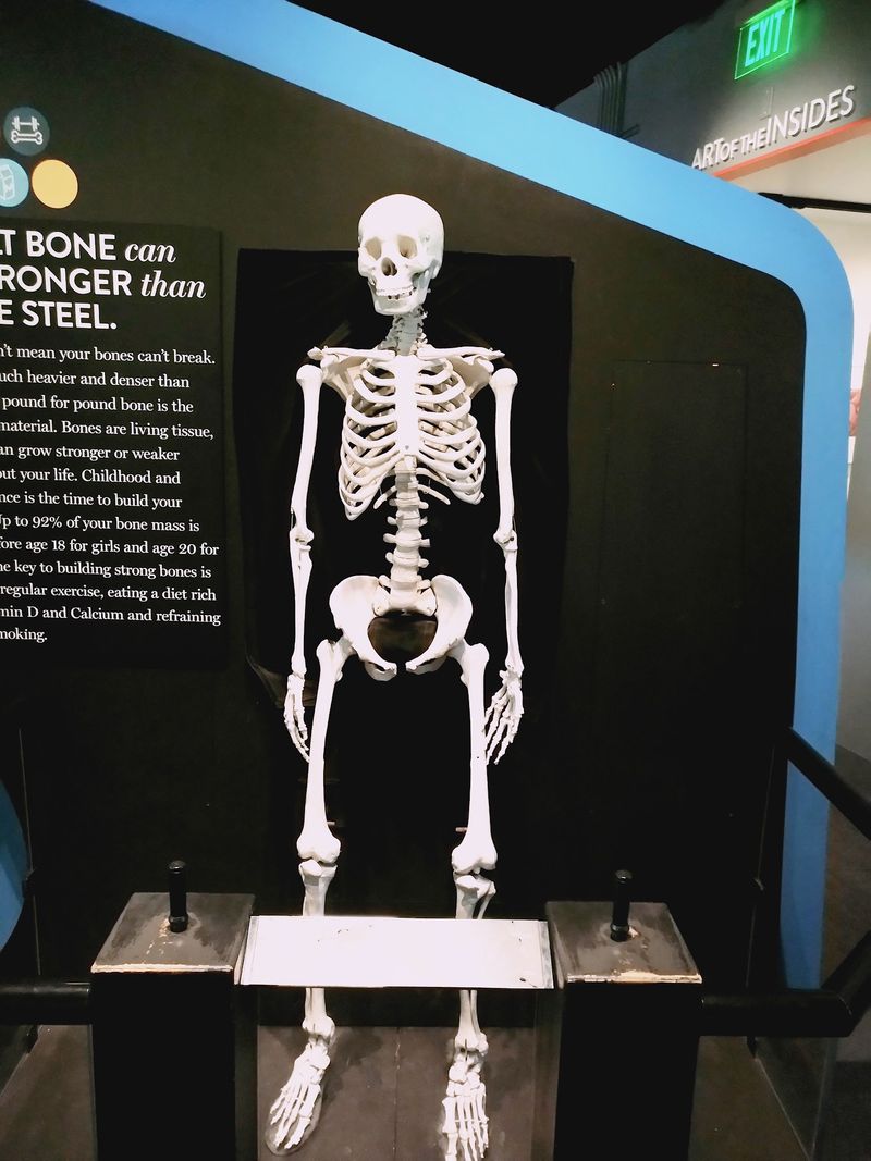 Explore The Human Body Up Close