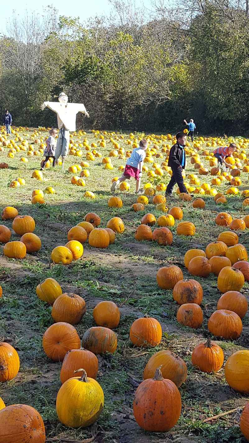 One Ticket, A Whole Farm, And A Pumpkin To Take Home