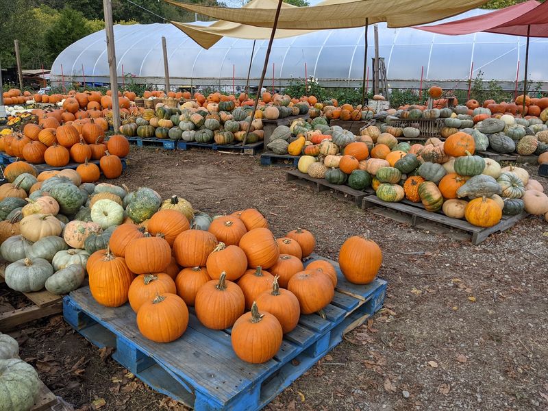 Pumpkin Piles That Take Over September