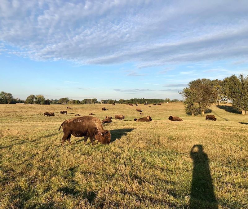 Cattle Ranch Roots With a Bigger Idea