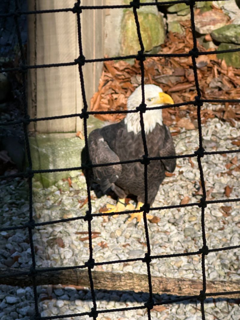 The Verdict After The Last Eagle Call