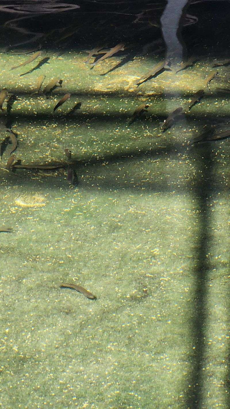 Three Banks of Raceways and the Fish Inside Them