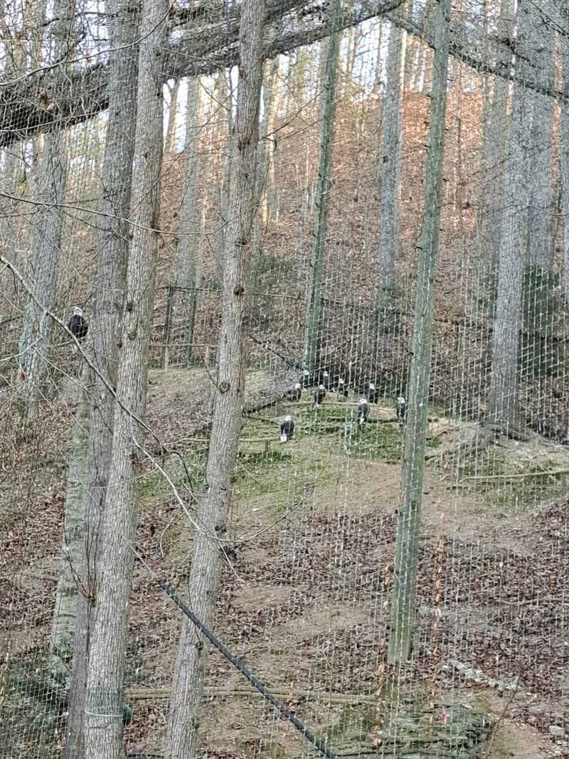 The Largest Gathering Of Bald Eagles Most Visitors Have Ever Seen