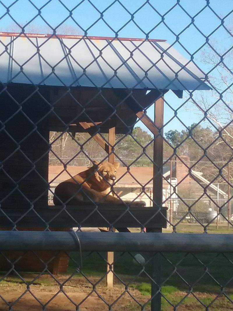 Lions, Tigers, and the Big Cat Residents