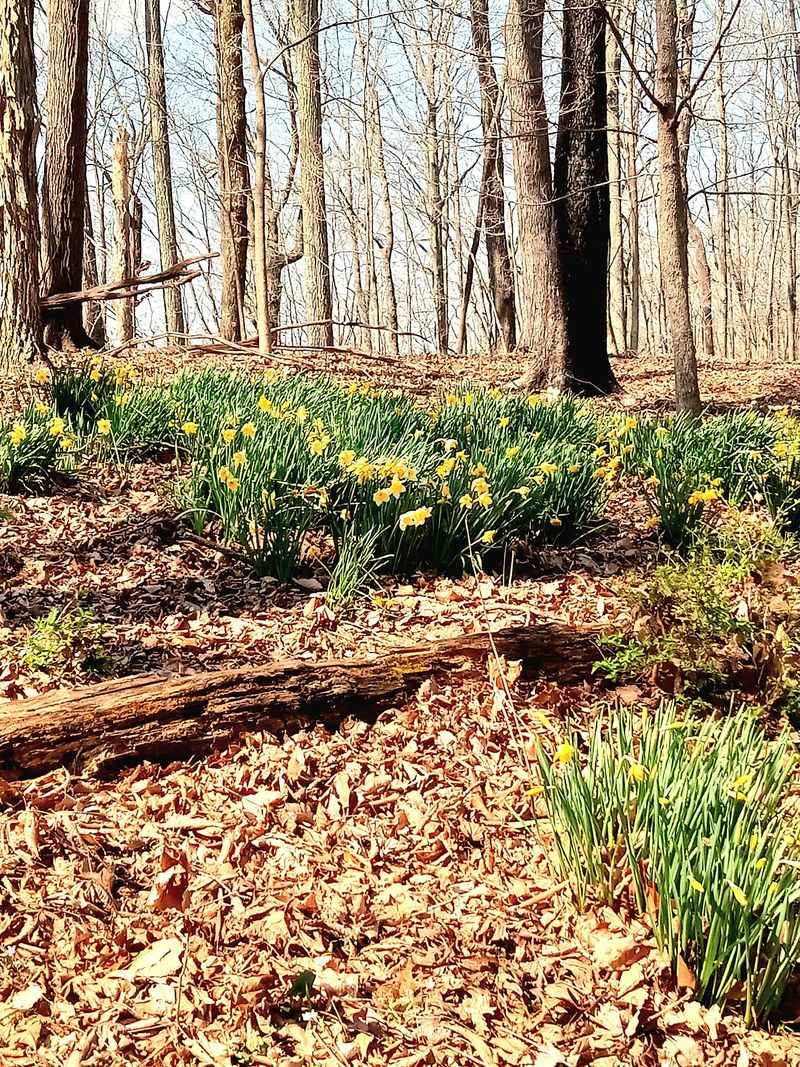 Ancient Trees, Fossils, And Seasonal Wildflowers Along The Way