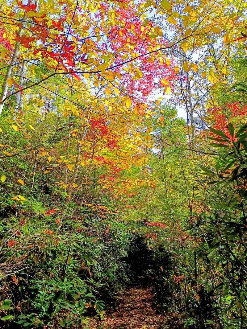 Fall Color That Rolls Down The Mountainsides In Waves