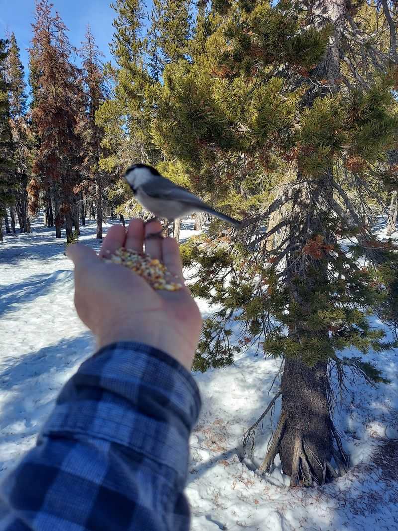 Chickadees That Land On Open Hands