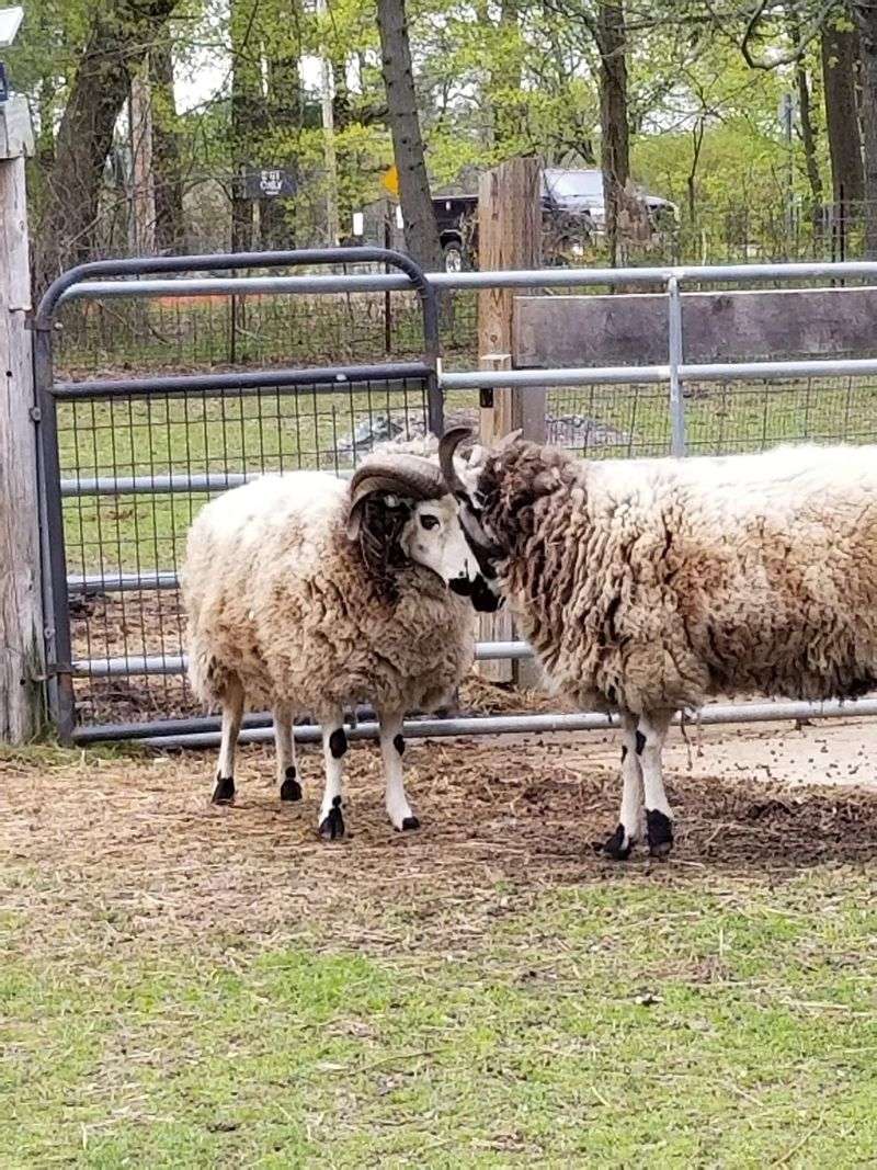 Natural Resources Trust Sheep Pasture