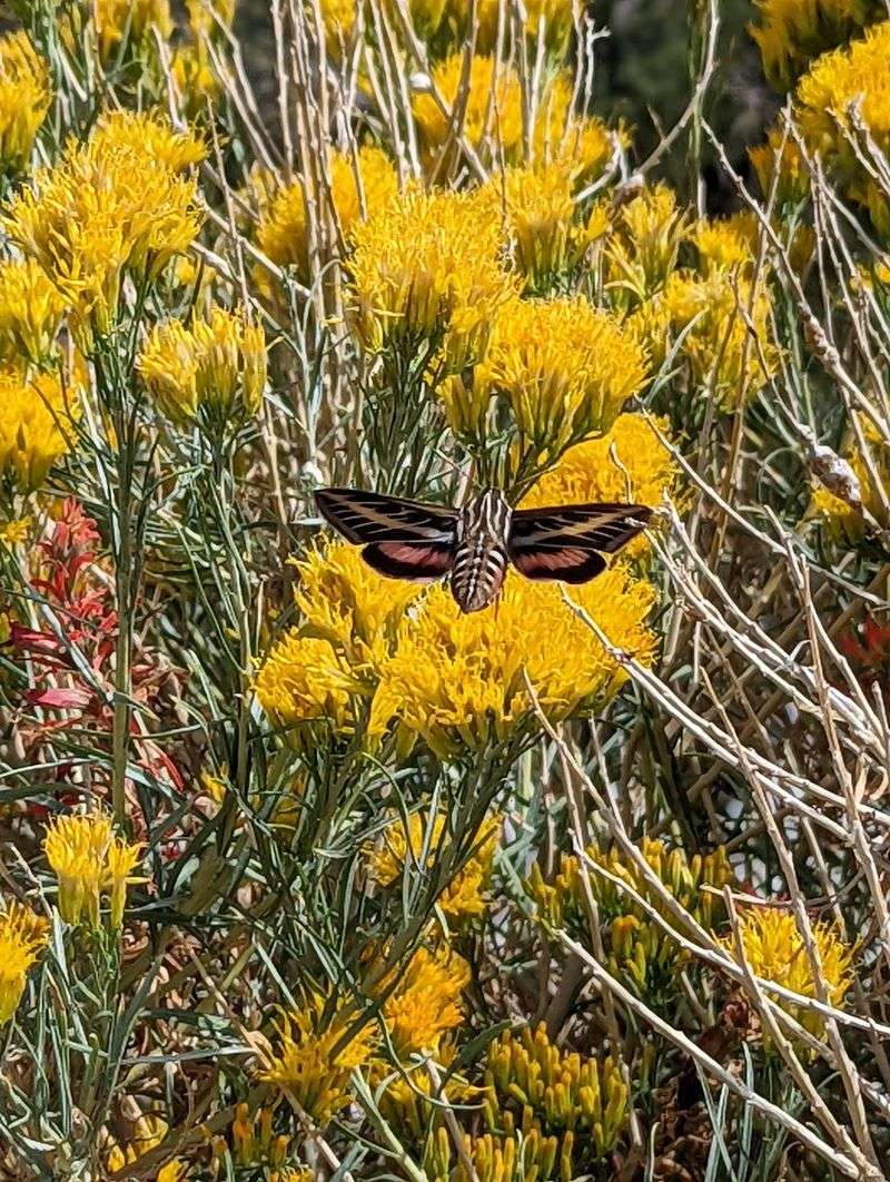 Wildlife Sightings Worth Slowing Down For