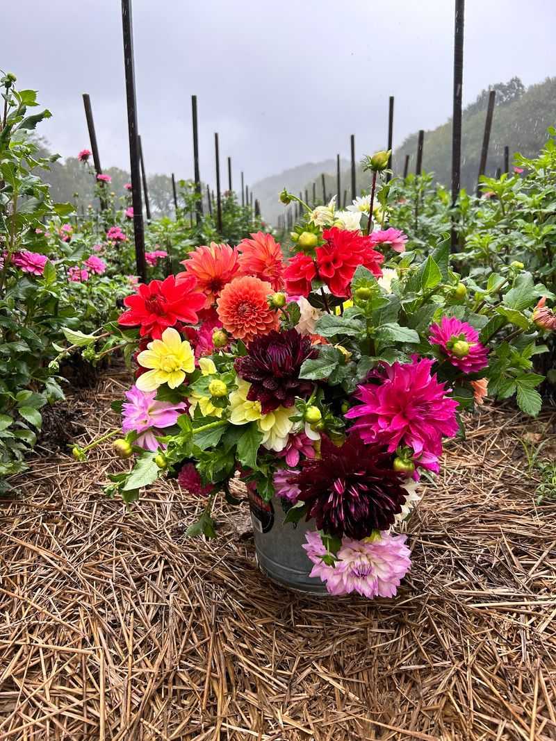 Cut Your Own Flowers Right From The Rows