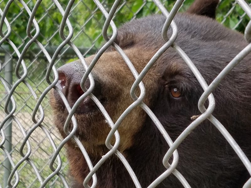 Bears, Emus, And Other Unexpected Residents