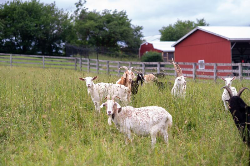 Farm Sanctuary, Watkins Glen, NY