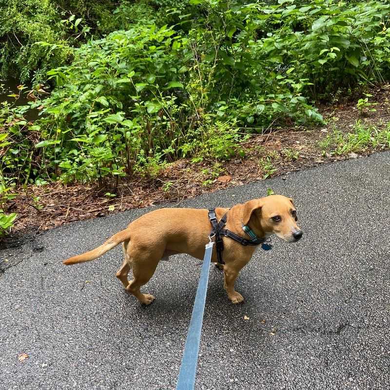 Animal Protection Center Of Southeastern Massachusetts