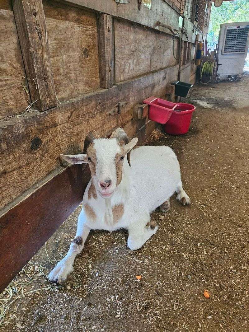 The Barn Where Celebrations Happen