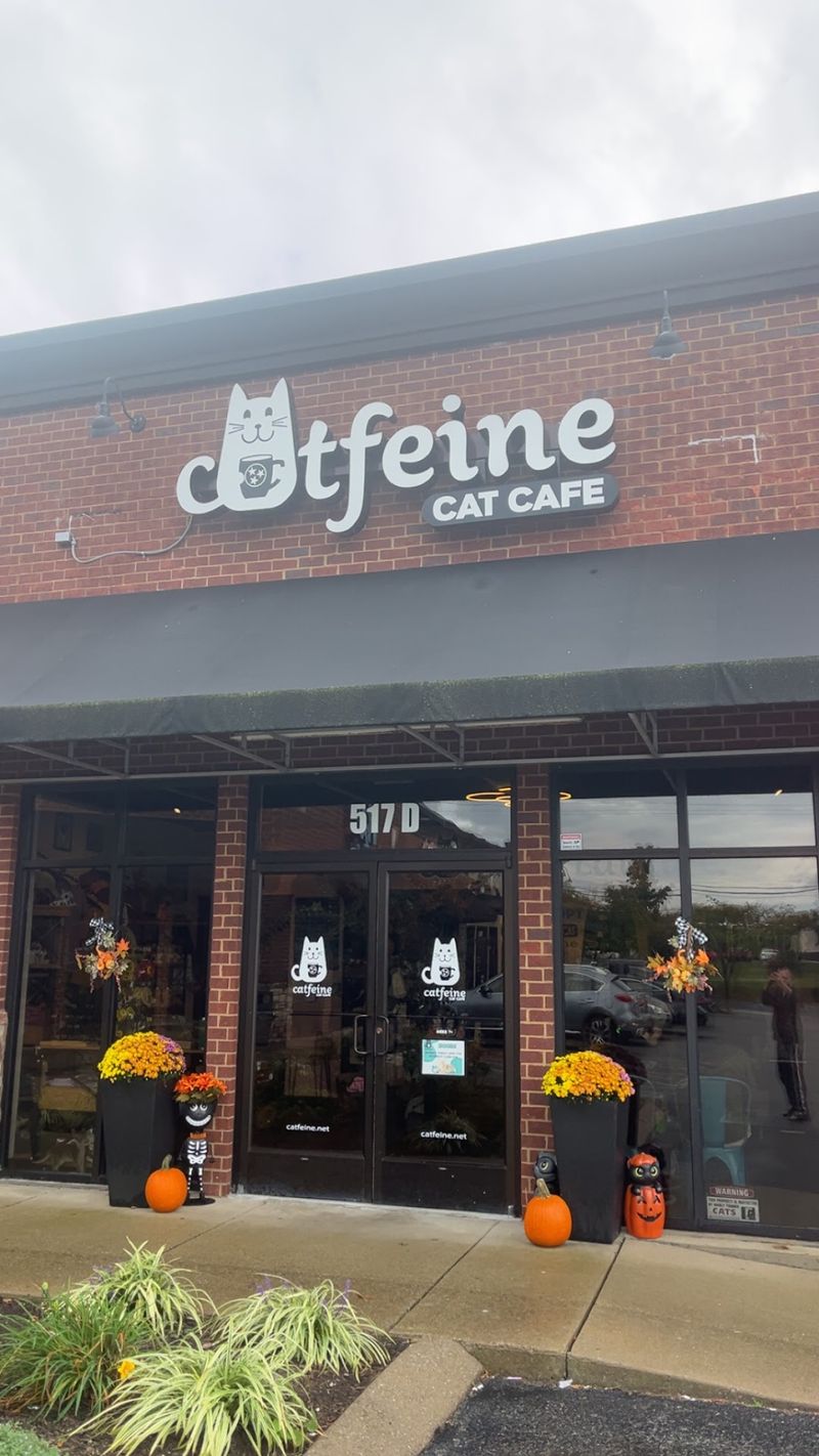 A Cason Lane Storefront With Cats In The Window