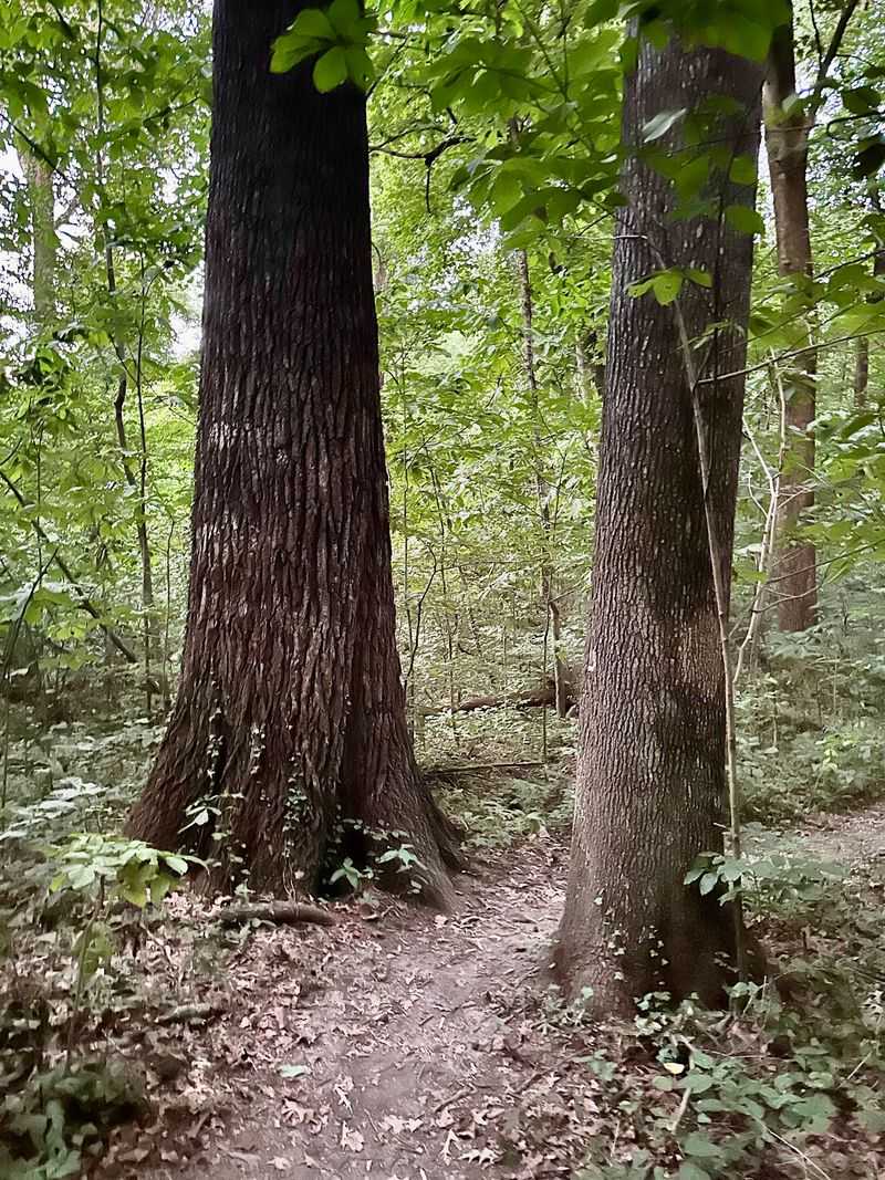 A 126-Acre Woodland Wrapped Inside a City Park