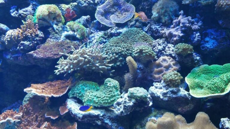 Chattanooga’s Enormous Aquarium Was Crowned One Of America’s Best-And One Ticket Gets Kids Two Buildings