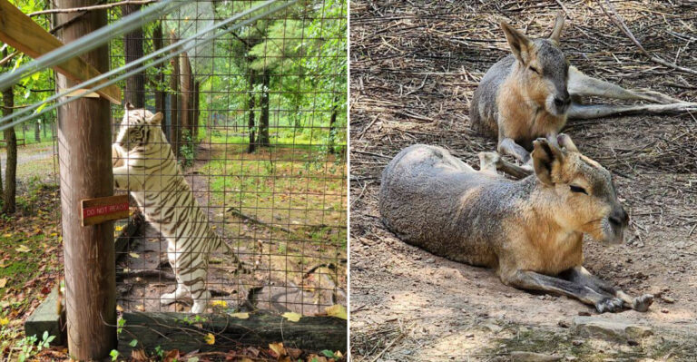 This Cash Only Pennsylvania Animal Sanctuary Is Worth The Long Drive For Families Who Love Rescued Animals