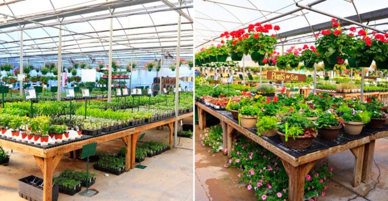 The Mississippi Nursery Where Every Plant Is Grown In 80 Greenhouses A Mile Down The Road