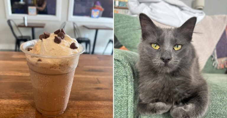 The Cozy Mississippi Cafe Where You Can Drink Coffee Surrounded By Rescue Cats