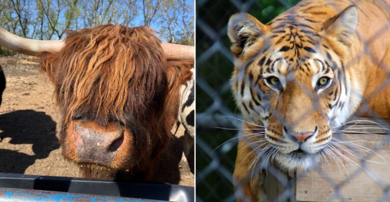 The Wisconsin Animal Sanctuary Where You Can See Rescued Wildlife Up Close