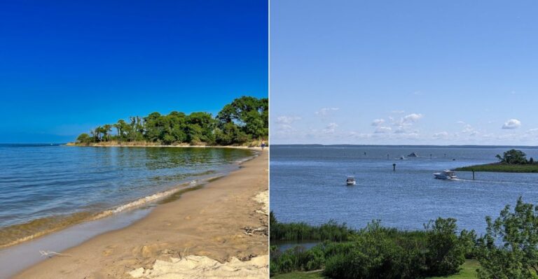 This Maryland Coastal Bay Was Once A Swimmer’s Paradise, But Now Jellyfish Fill The Water