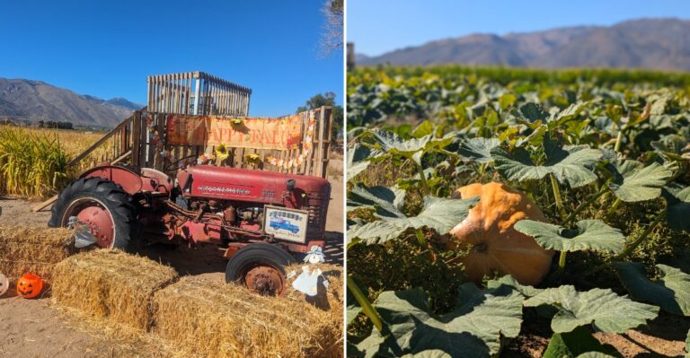 Skip The Ordinary Pumpkin Stand For This Nevada Farm With A Corn Maze And Fall Activities