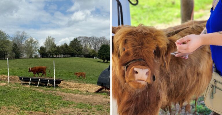 This Tennessee Farm Lets You Brush And Pet Fluffy Highland Cows Up Close