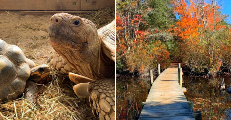 The 300-Acre New York Animal Sanctuary Where You Can Get Close To Rescued Wildlife Most People Never See