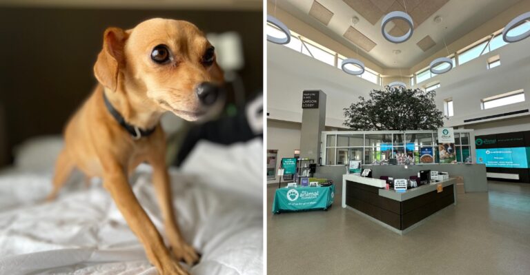 9 Nevada Spots Where You Can Roll Up Your Sleeves And Help Animals In Need