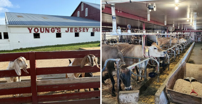 Goats, mini golf, and homemade ice cream share one working dairy farm in Ohio