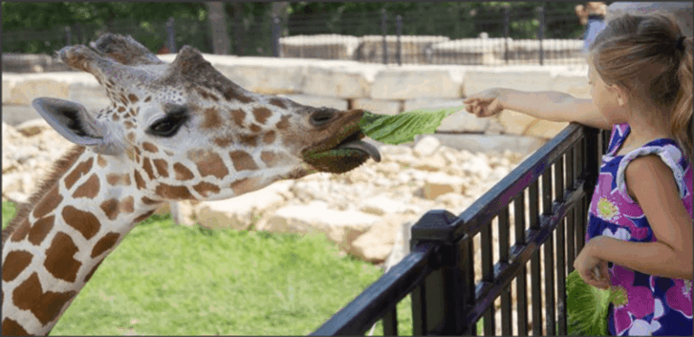 Feed A Giraffe, Then Ride The Train Through The Woods At This Illinois Zoo
