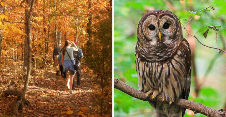 This Tennessee Nature Sanctuary Has Wooded Trails And Up-Close Encounters With Owls