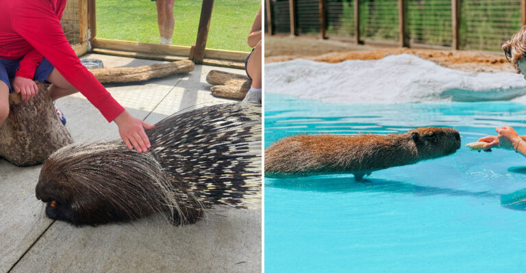 Rescued Capybaras, Porcupines, And Pigs Come Right Up To The Fence At This Mississippi Rescue Farm