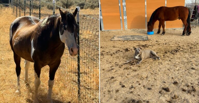 This Nevada Farm Sanctuary Is Built Around Comfort, Care, And Second Chances