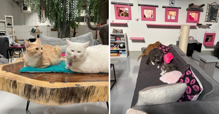 At This Nevada Cafe The Rescue Cats Roam Free And Adoptions Happen Right There